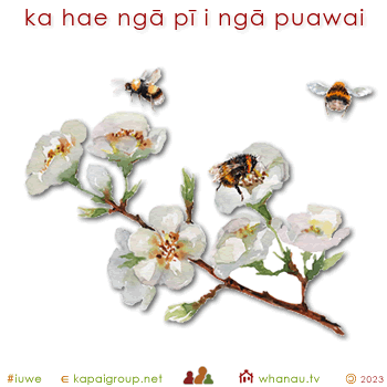 20385 ka hae ngā pī i ngā puawai - bees pollinate flowers 01