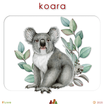 w00374_02 koara - koala