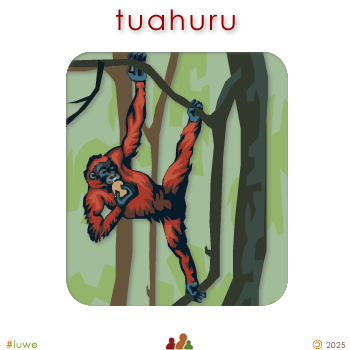 w09117_01 tuahuru - orangutan