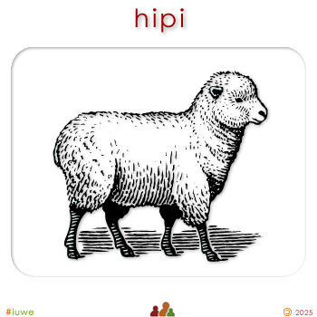 w00329_01 hipi - sheep