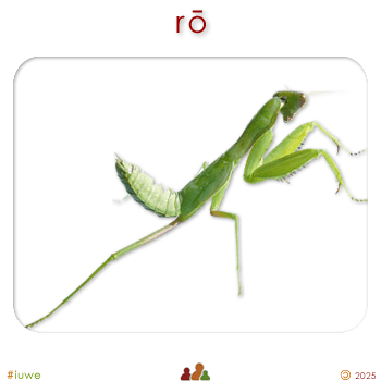 w00597_02 rō - praying mantis