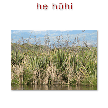 w02083_01 hūhi - swamp