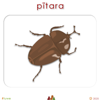 w03069_01 pītara - bug