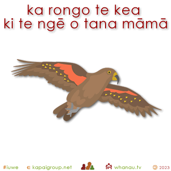 20521 ka rongo te kea ki te ngē o tana māmā - the kea listens to the screech of his mother 01