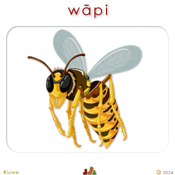 w01896_02 wāpi - wasp