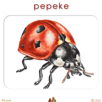 w00415_01 pepeke - insect