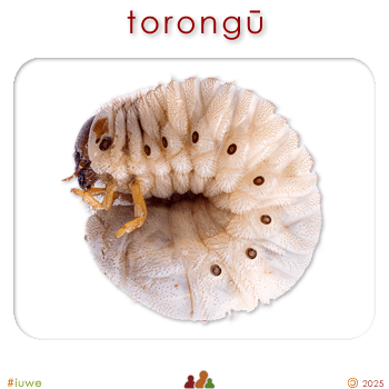 w09100_01 torongū - grub