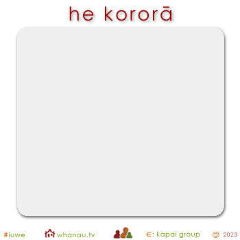 01590 kororā - gray 01