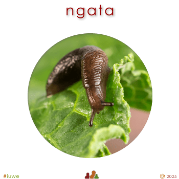 w09096_01 ngata - slug