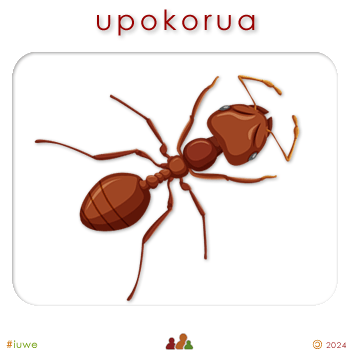 w08799_01 upokorua - ant