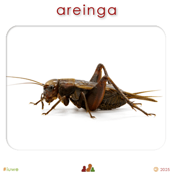 w03235_01 areinga - cricket