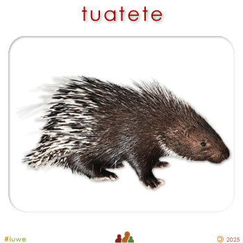 w00559_01 tuatete - porcupine
