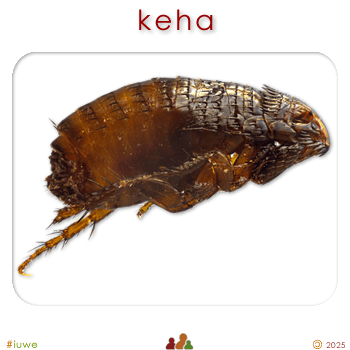 w01440_01 keha - flea