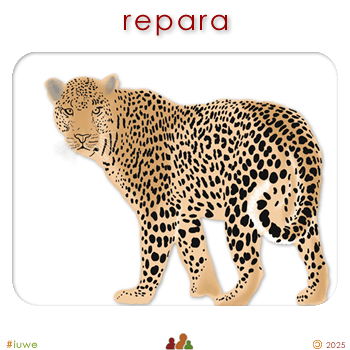 w00522_02 repara - leopard