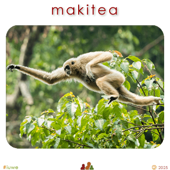 w09121_01 makitea - gibbon