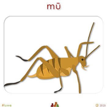 w01710_01 mū - insect