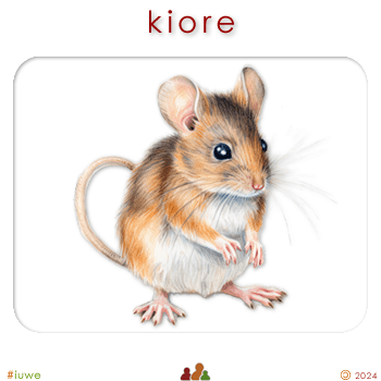 w00372_01 kiore - mouse