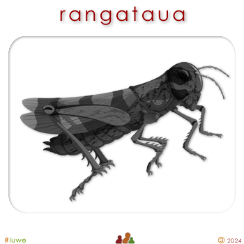 w08805_01 rangataua - locust