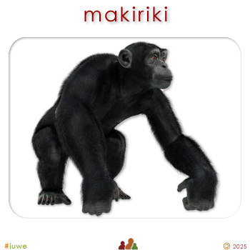 w00397_01 makiriki - chimpanzee