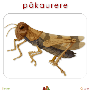 w08804_01 pākaurere - locust