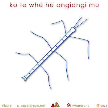 20359 ko te whē he angiangi mū - a stick insect is a thin insect 01