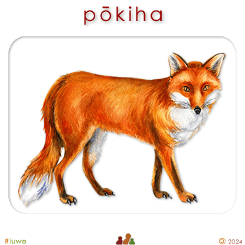 w00485_04 pōkiha - fox