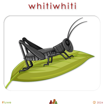 w08807_01 whitiwhiti - grasshopper