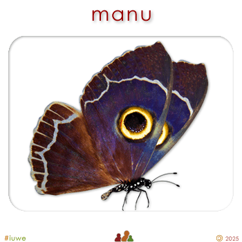 w09106_01 manu - butterfly