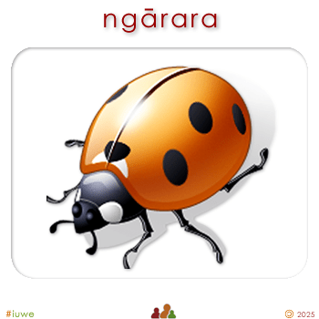w02146_01 ngārara - insect