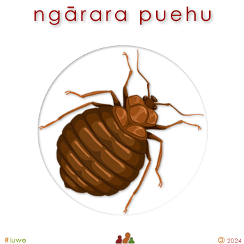 w08293_03 ngārara puehu - dust mite
