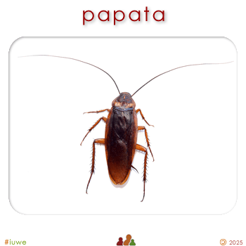 w03238_01 papata - cockroach