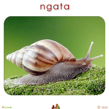 w00425_01 ngata - snail