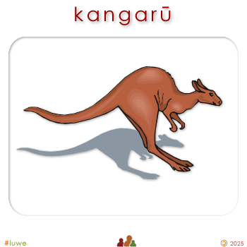 w00354_01 kangarū - kangaroo