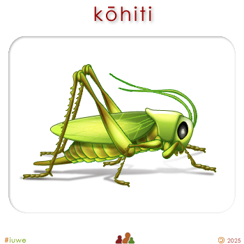 w00376_02 kōhiti - grasshopper