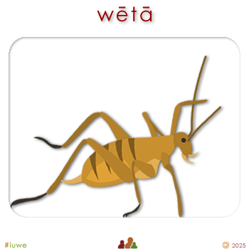 w03247_01 wētā - wētā