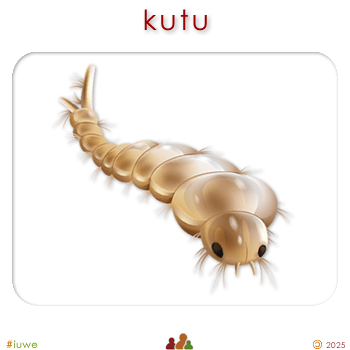 w04356_01 kutu - louse