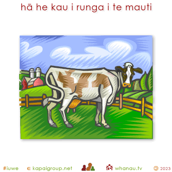 20422 hā he kau i runga i te mauti - what there's a cow on the lawn 01